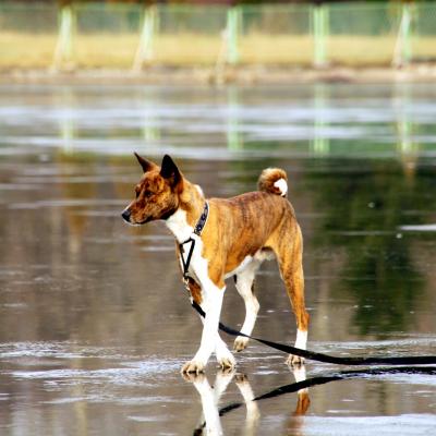 Rone 5 20180630 2088265160